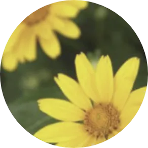 アルニカ花エキス