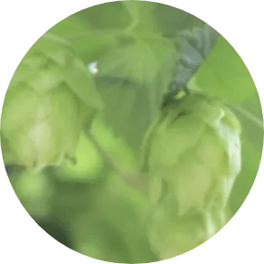 アーチチョーク葉エキス