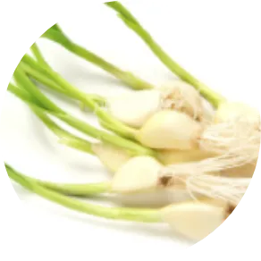 ニンニク根エキス