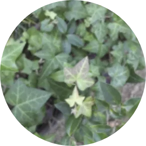 セイヨウキヅタ葉エキス