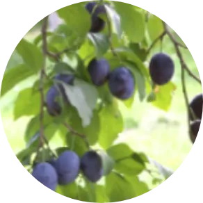 プルーン分解物