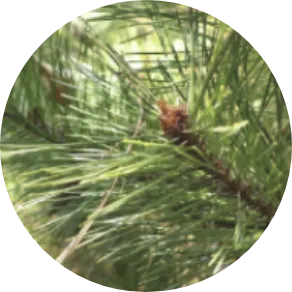 セイヨウアカマツ