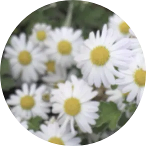 ローマカミツレ