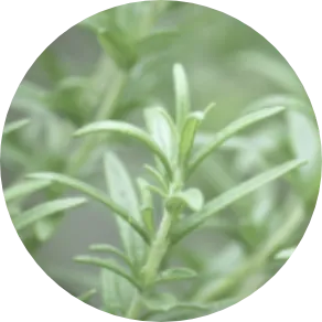 ローズマリー葉エキス