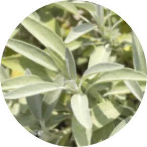 ワルテリアインディカ