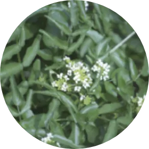 オランダガラシ